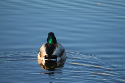 duck swimming away